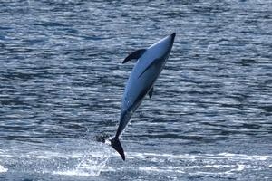 A Dusky Dolphin puts on a show for the guests on a Southern Discoveries Encounter Cruise in Milford Sound.